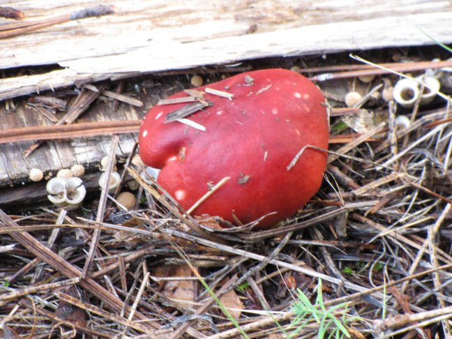 White-Egg Birds Nest and Rosy Russula